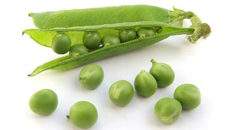 The Effect of Temperature on Pea Respiration | Sciencing