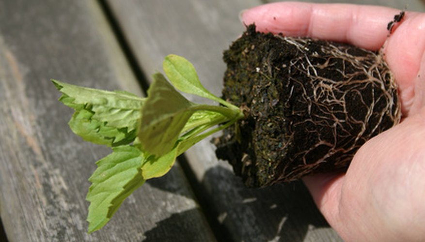 Toddlers will enjoy watching seedlings grow.
