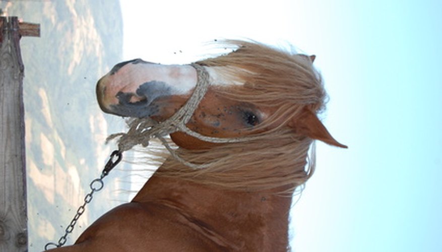 Two-year colleges offer hands-on horse training programs and degrees.
