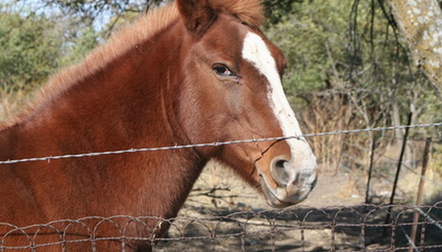 Entering a horse training program already knowledgeable about horses will make the program more enjoyable.