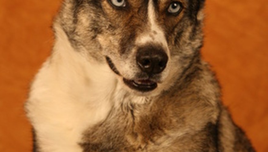 Combining words can result in a unique name for your pet.