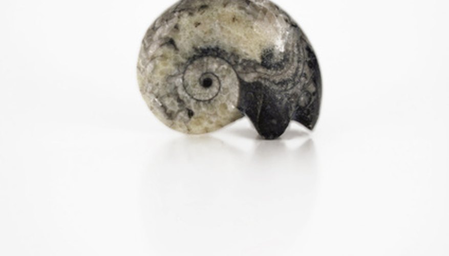 Many interesting things can be learned from a fossil.