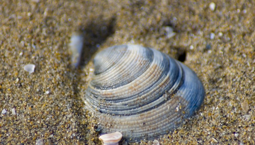 How Do Clams Produce Their Shells?