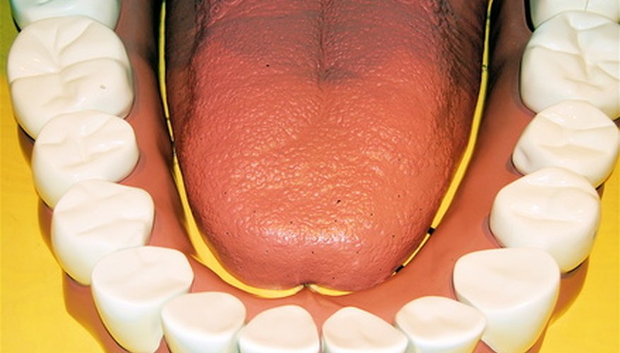 Learning about teeth and dental health can be fun for students.
