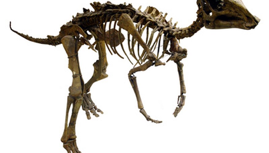 Students can participate in a variety of science projects about dinosaurs.