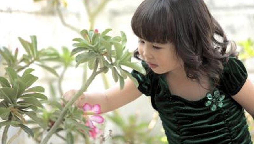 A girl observes the leaves on a green plant.