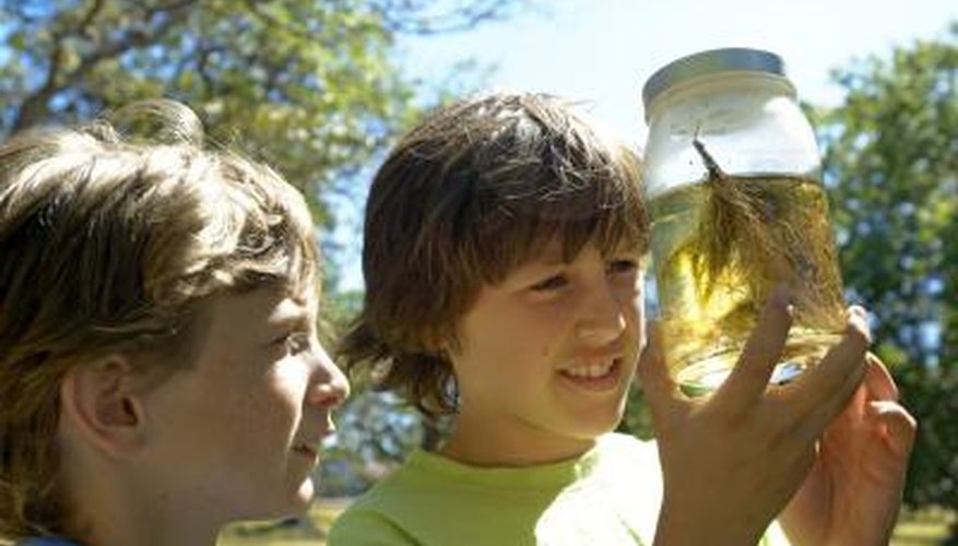 Two boys look at a pond life sample in a glass jar.