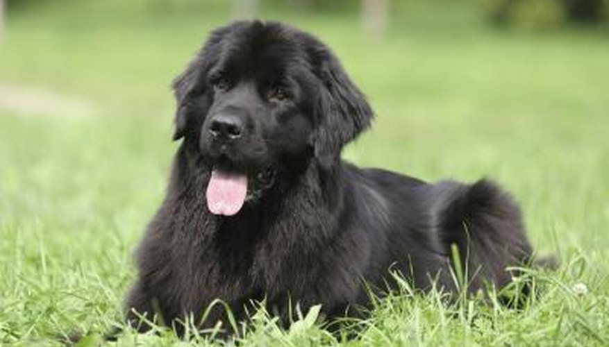 Newfoundland dog