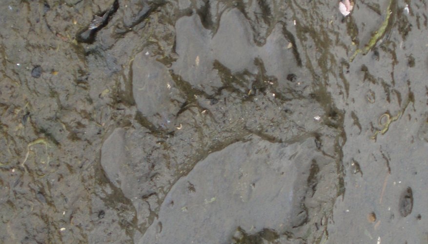 Huella de un oso marrón de Alaska.