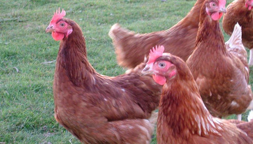 Los gallos mantienen a las gallinas a salvo de depredadores.