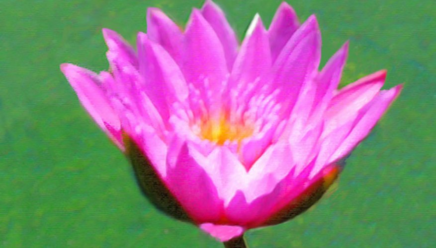 Pintura floral.
