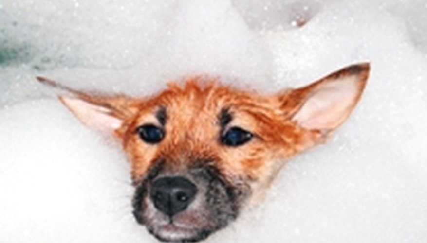 Keep the shampoo out of your puppy's eyes, nose, mouth and ears.