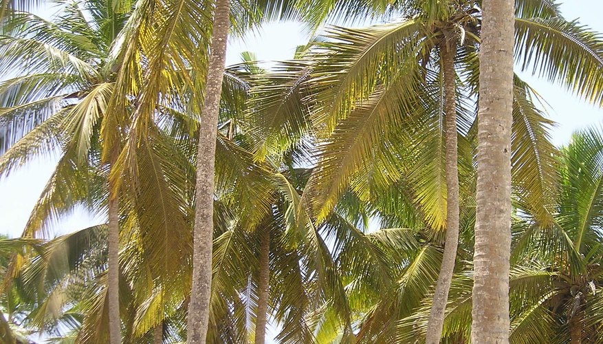 Las palmas de coco pueden producir frutos por más de un siglo.