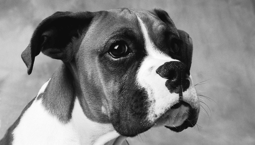 An easy-to-manage puppy can grow into a stubborn giant.