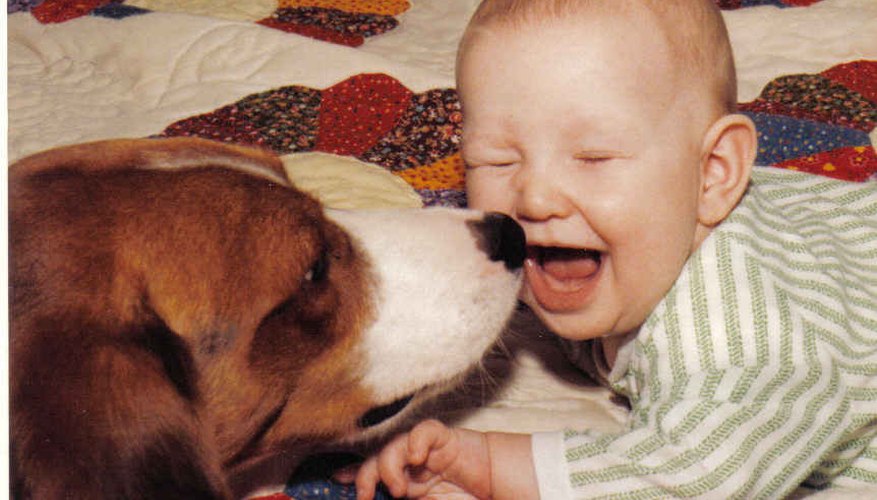 A well-socialized pup grows into a reliable family member.