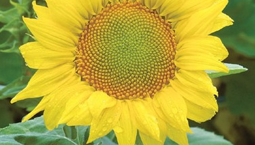 Girasol.