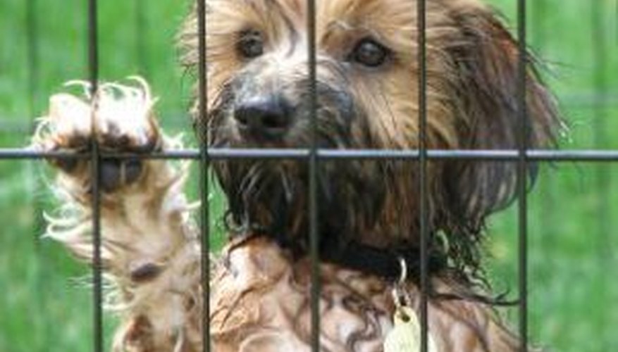 Puppies feel safe in a crate