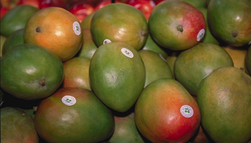 Cómo injertar un árbol de mango.