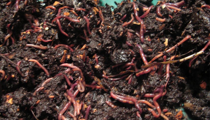 How To Make A Homemade Worm Compost Bin Garden Guides