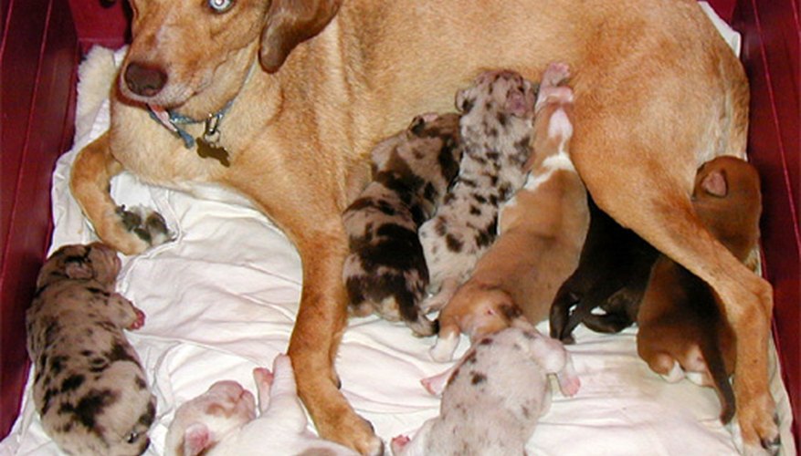 Cuando los cachorros son destetados o en el caso de un falso embarazo, hay algunas cosas que puedes hacer para ayudar a tu perra a reducir su producción de leche hasta que deje de lactar.