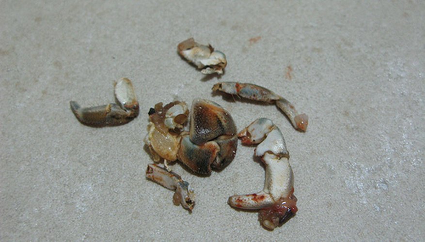 A menudo es difícil saber si tu cangrejo ermitaño está muerto o si sólo está mudando su cascarón.