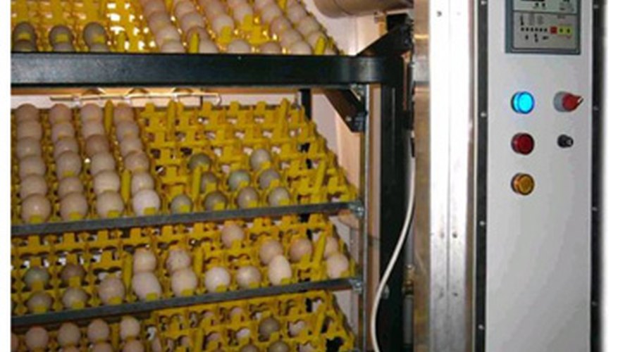 Las incubadoras de aire forzado pueden empollar más huevos.