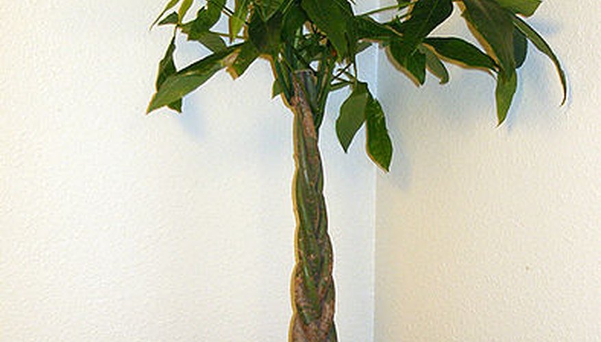 Caring For A Braided Money Tree Plant Garden Guides - a potted pachira aquatica braided money tree