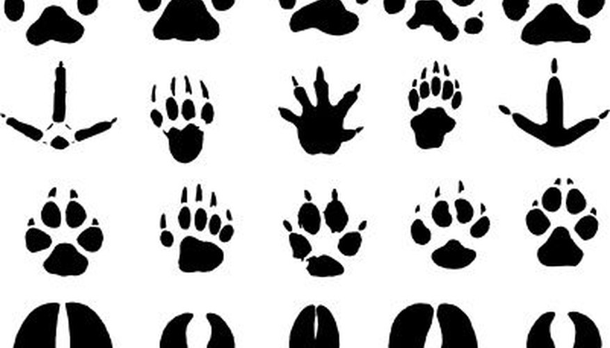 Aprender acerca de los animales y sus huellas es fascinante para los niños.