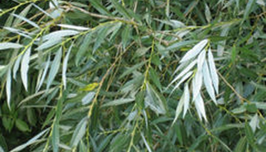 La aspirina natural proviene del árbol de sauce blanco.