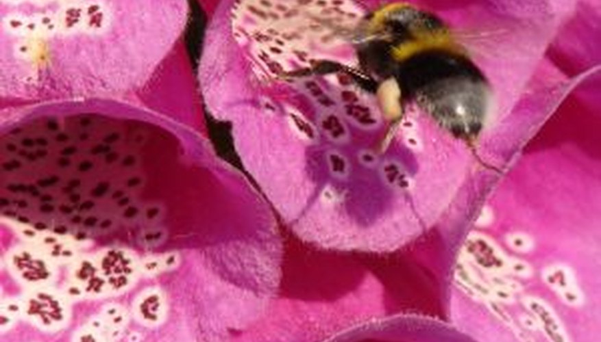 Una abeja.