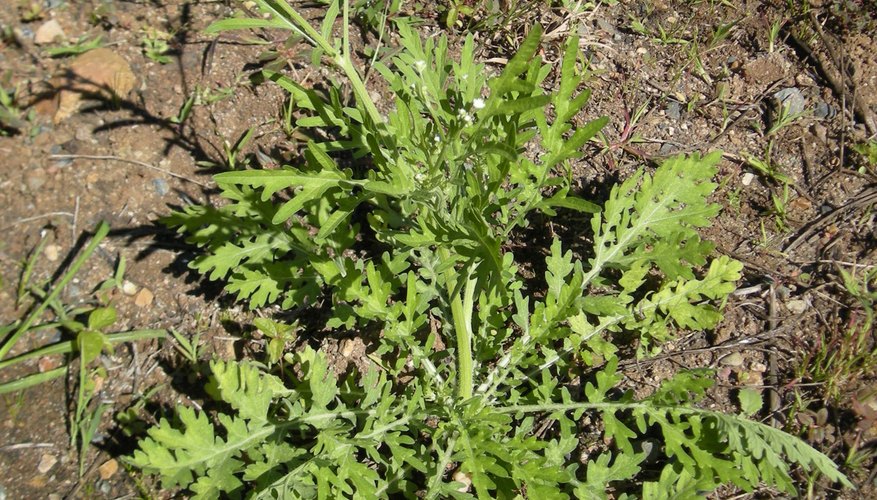 El glifosato se utiliza para la eliminación de malezas y otras plantas, en especial las de tipo perenne.
