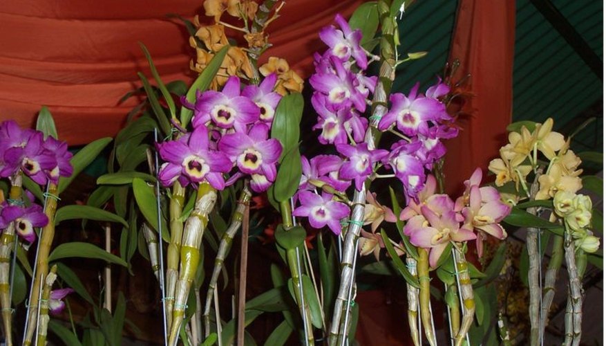 How to Grow a Dendrobium Orchid | Garden Guides