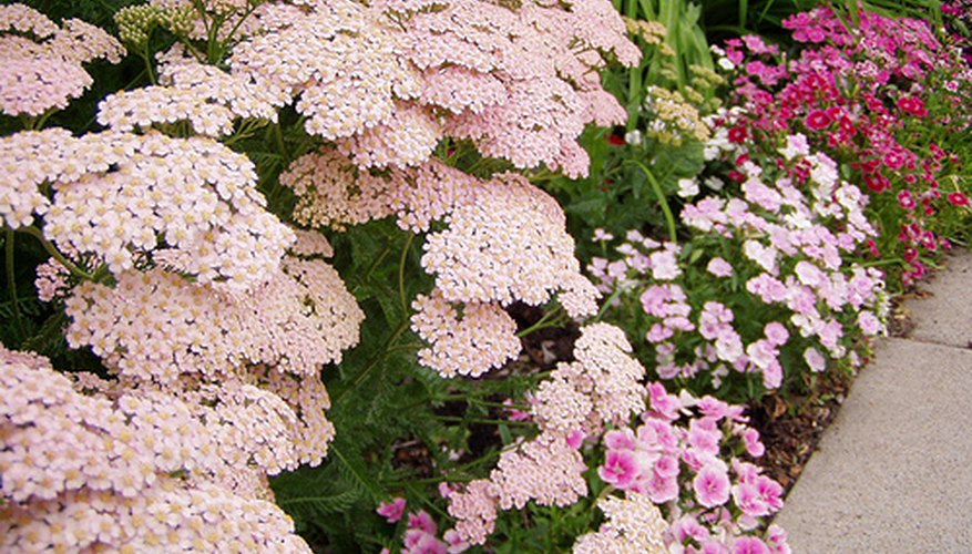 How to Grow Common Yarrow | Garden Guides