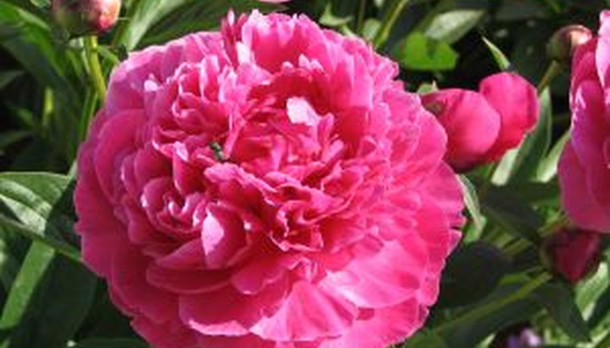 Fall Care of Peonies | Garden Guides