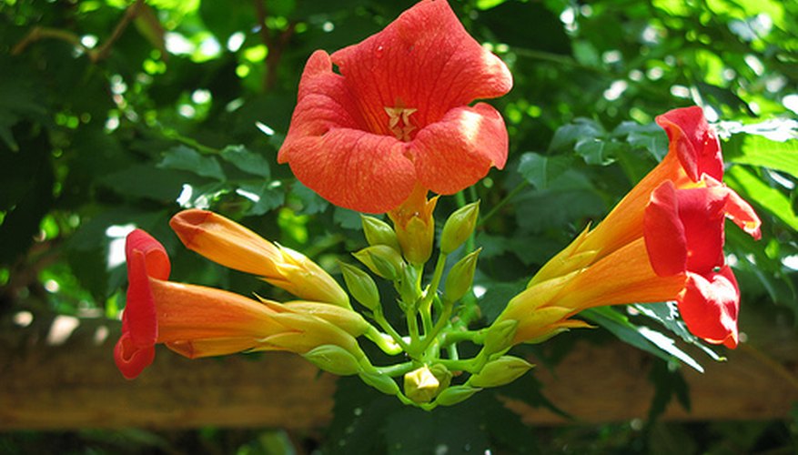 How to Grow Trumpet Vine | Garden Guides