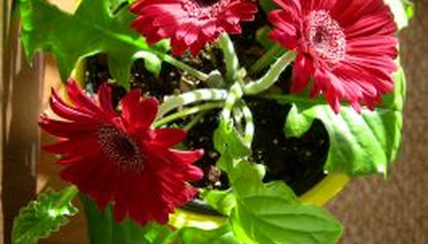 how-to-take-care-of-potted-gerbera-daisies-garden-guides