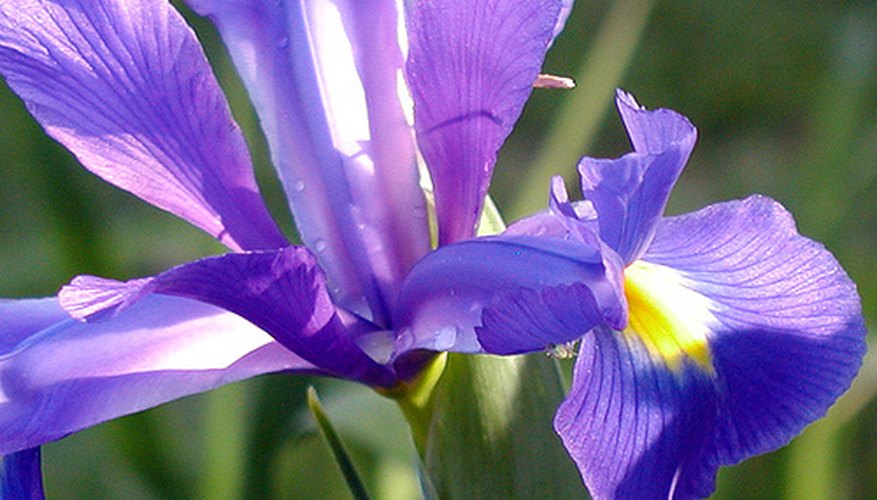 Best Time to Plant an Iris Garden Guides