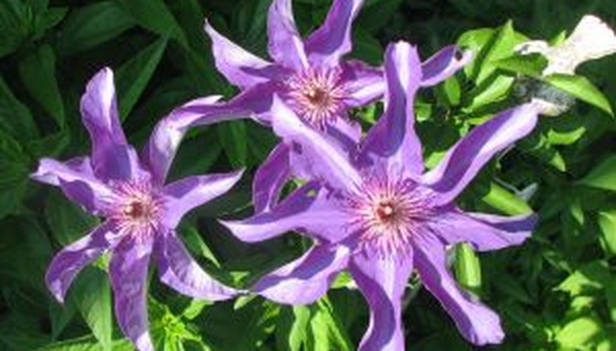 cutting-back-clematis-for-winter-fear-not-how-to-prune-clematis