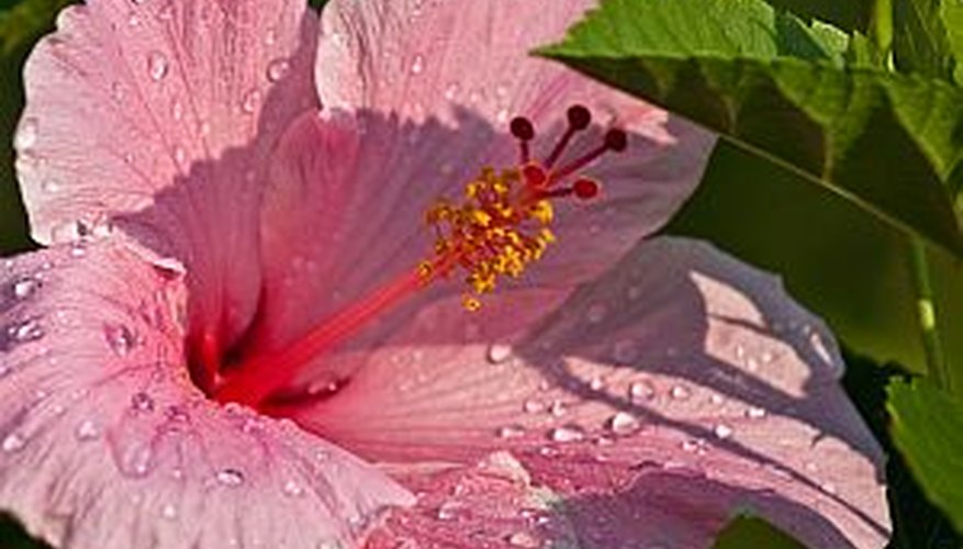 How to Winterize Hibiscus Garden Guides