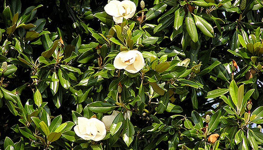 Can you cut magnolia trees, Carmel IN