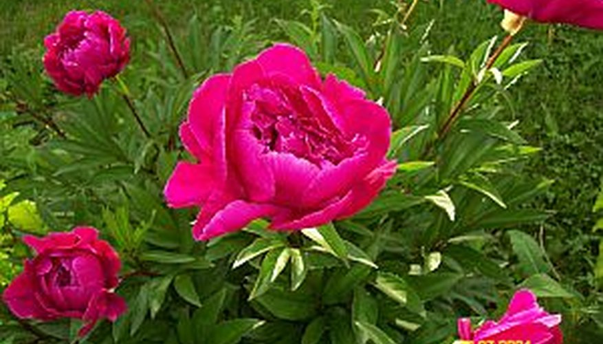 How to Plant Peony Bulbs Garden Guides