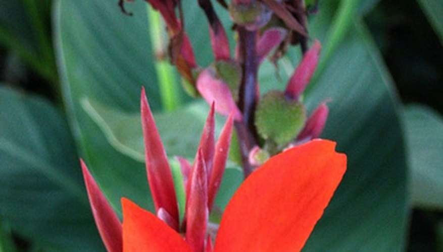 how-to-take-care-of-canna-lilies-garden-guides