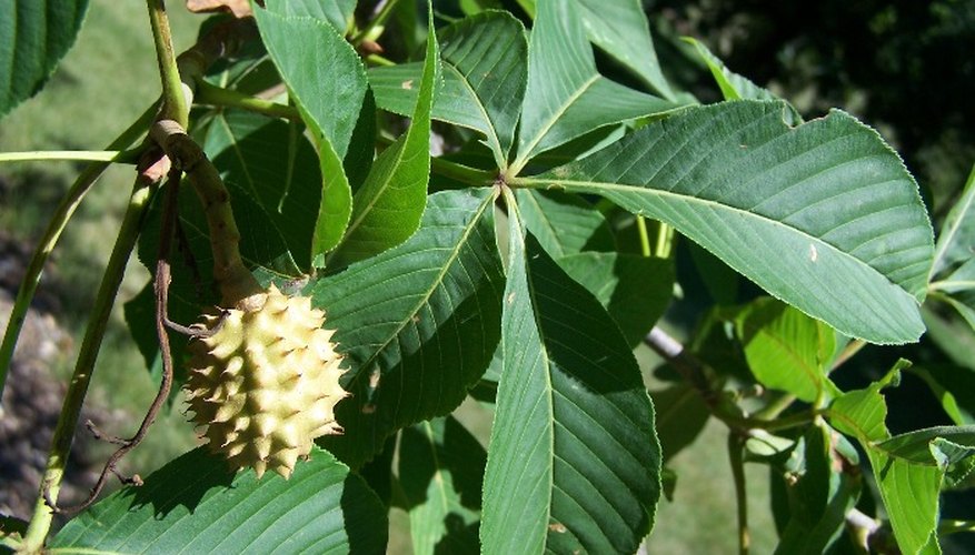 How Tall Does A Buckeye Tree Grow