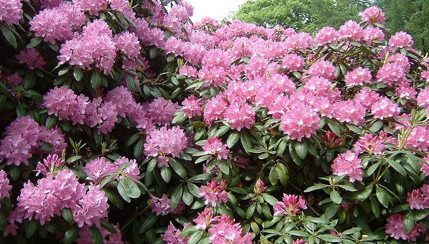 How to Plant Rhododendron Flowers | Garden Guides