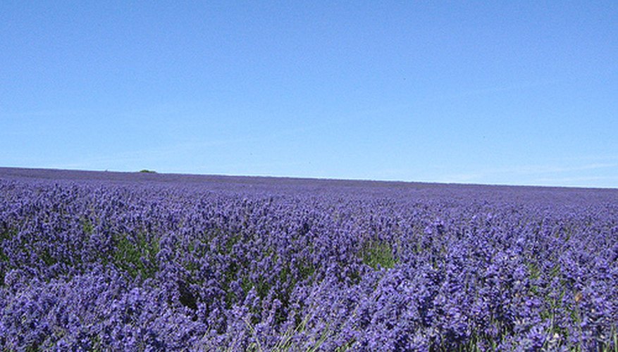 How to Care for Lavender Plants in the Winter Garden Guides