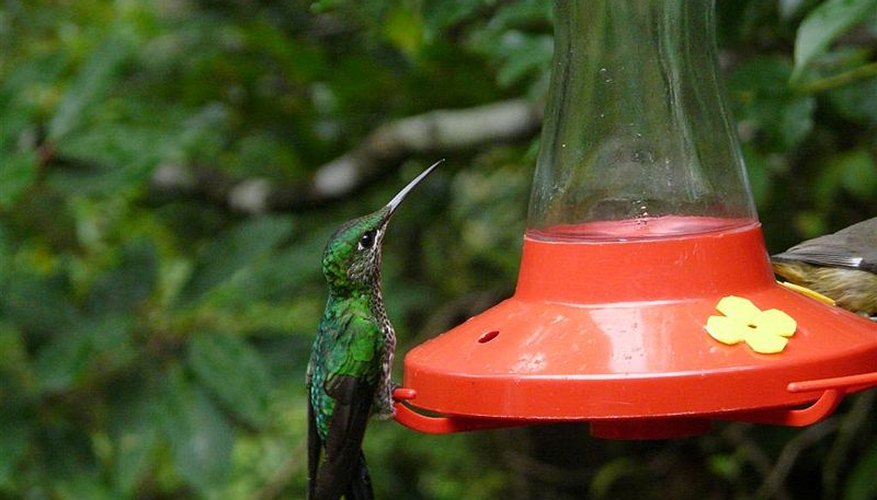 How to Keep Ants Out of Hummingbird Feeders | Garden Guides