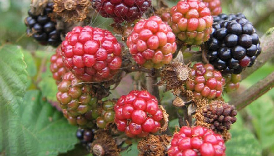 How to Care for Blackberry Plants Garden Guides