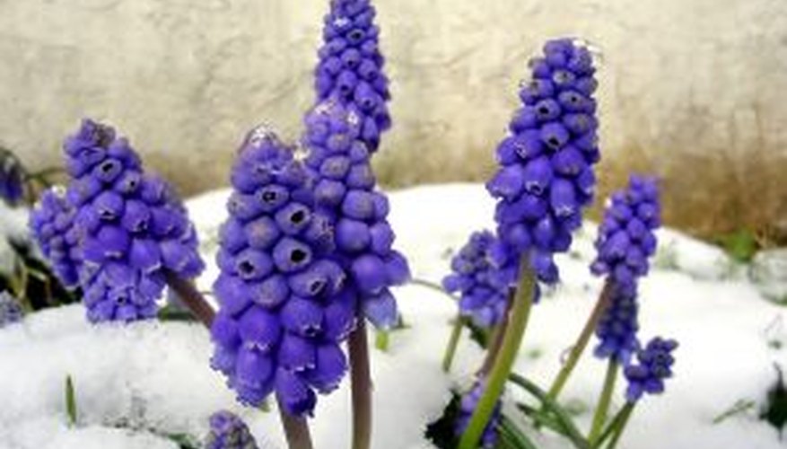 How to Plant Bulbs in the Winter Garden Guides
