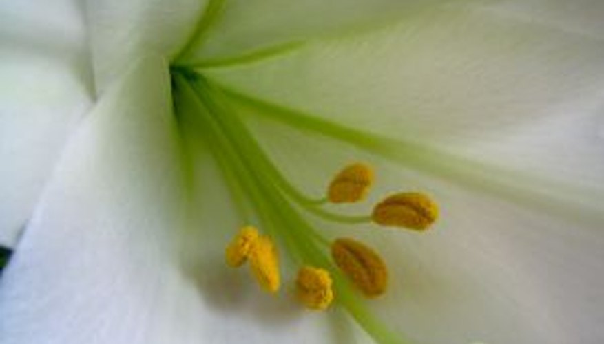 how-to-grow-easter-lilies-indoors-garden-guides