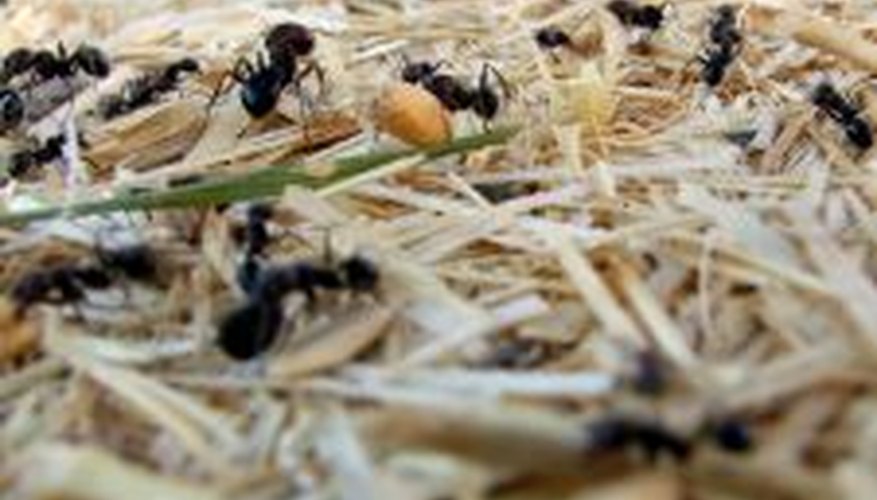 How to Control Ants in a Compost Pile | Garden Guides